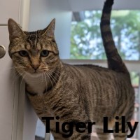 Adopt Tiger Lily